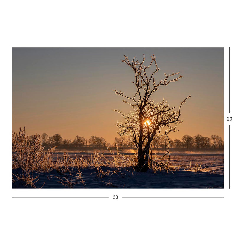 Wikimedia Commons Jigsaw Puzzle of the Day Icy Plants