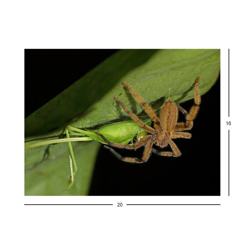 Wikimedia Commons Jigsaw Puzzle Of The Day Wandering Spider