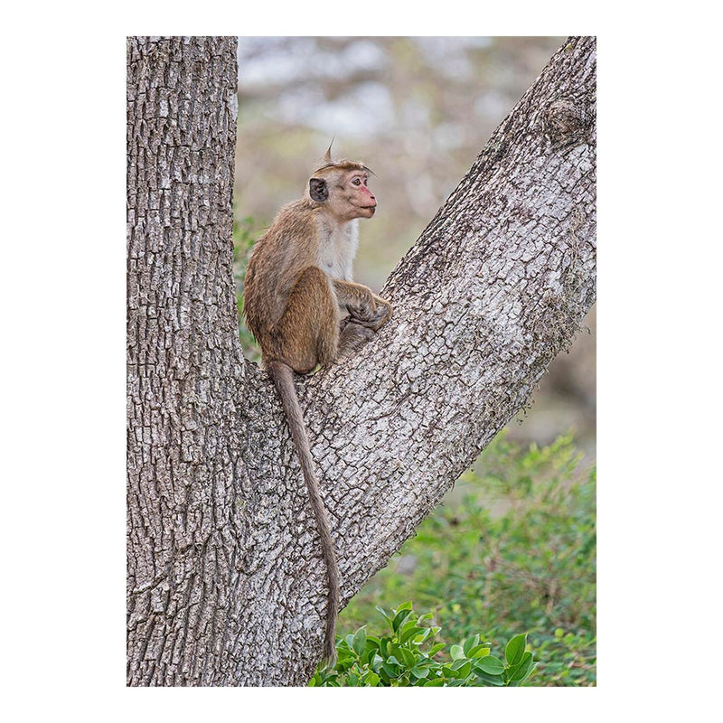 Toque Macaque, Bundala National Park, Sri Lanka Jigsaw Puzzle