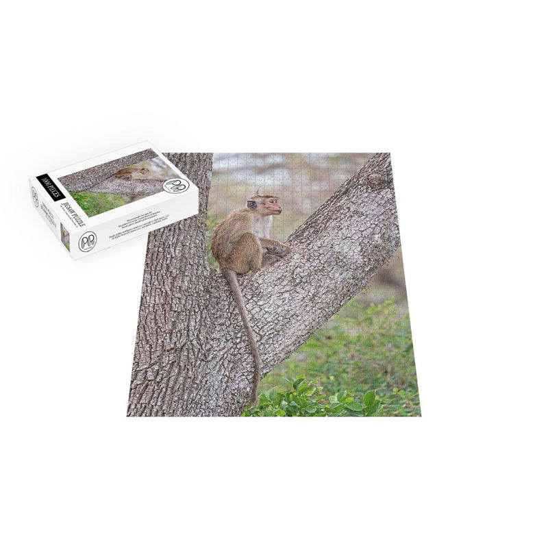 Toque Macaque, Bundala National Park, Sri Lanka Jigsaw Puzzle
