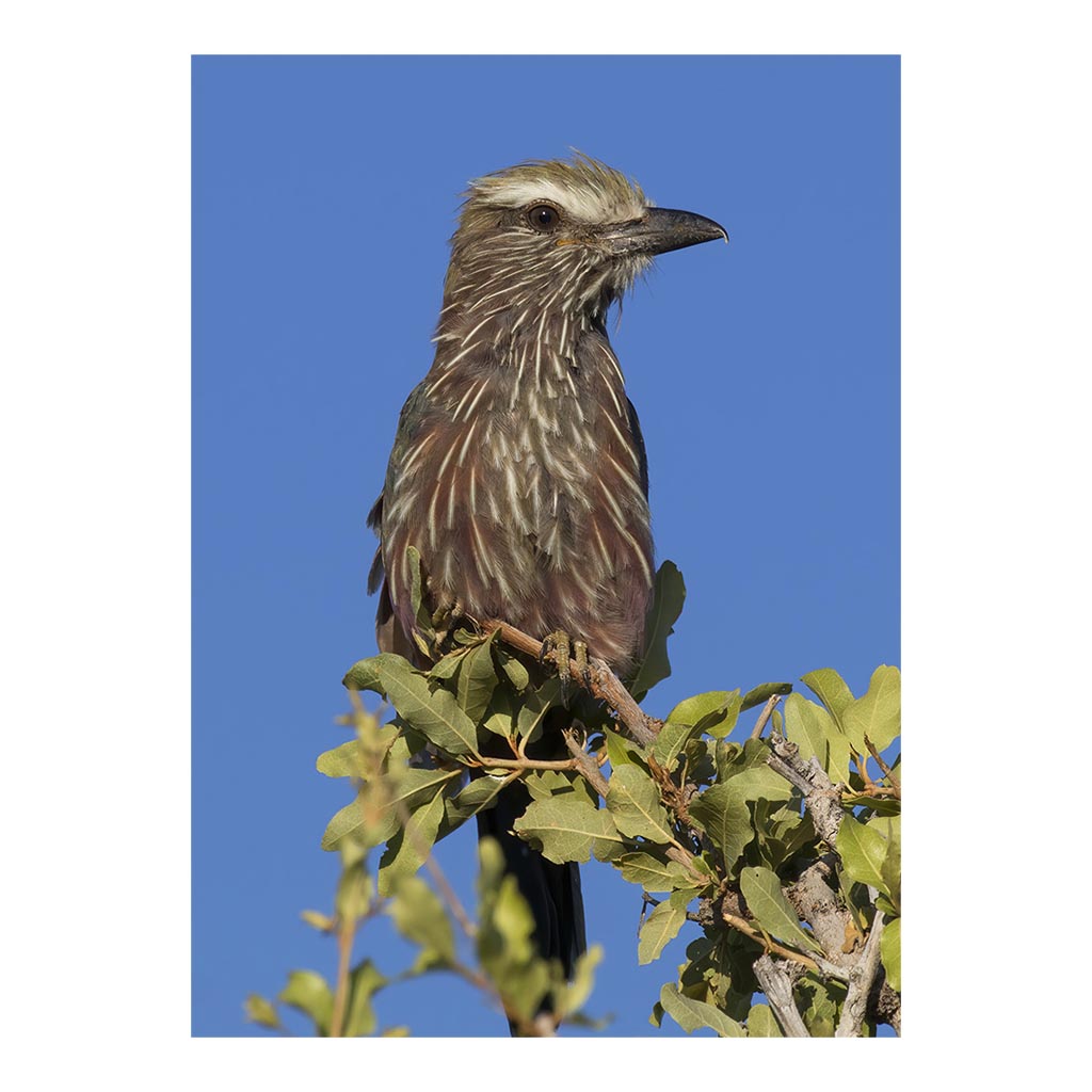 Purple roller in Namibia Jigsaw Puzzle – Puzzle Rabbit