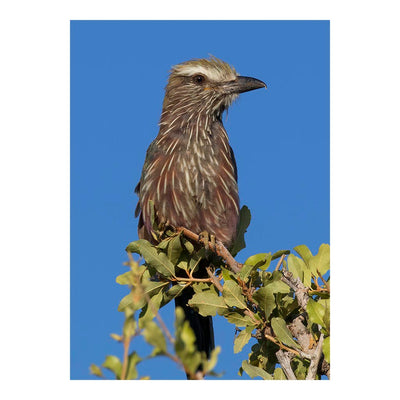 Purple roller in Namibia Jigsaw Puzzle