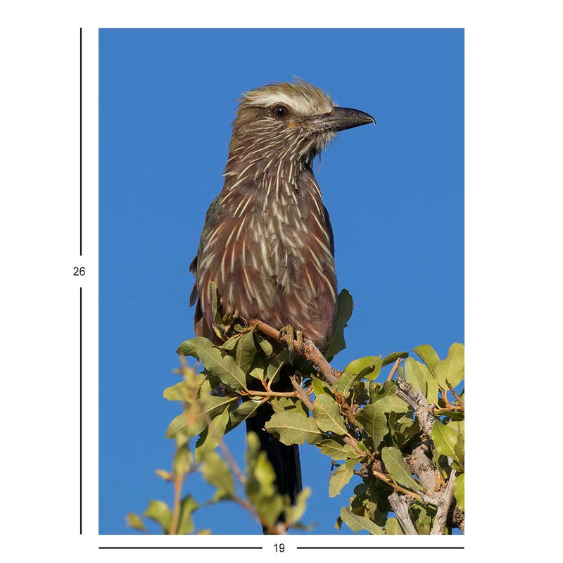 Purple roller in Namibia Jigsaw Puzzle