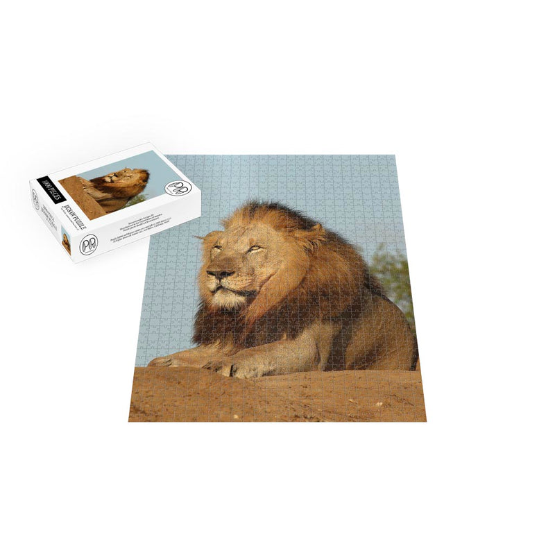 Lion, Phinda Private Game Reserve, KwaZulu Natal, South Africa Jigsaw Puzzle