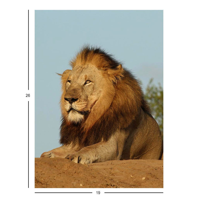 Lion, Phinda Private Game Reserve, KwaZulu Natal, South Africa Jigsaw Puzzle