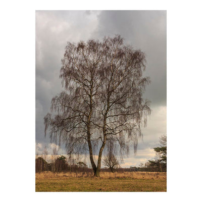 Birch Tree in Delleboersterheide Nature Preserve, Netherlands Jigsaw Puzzle