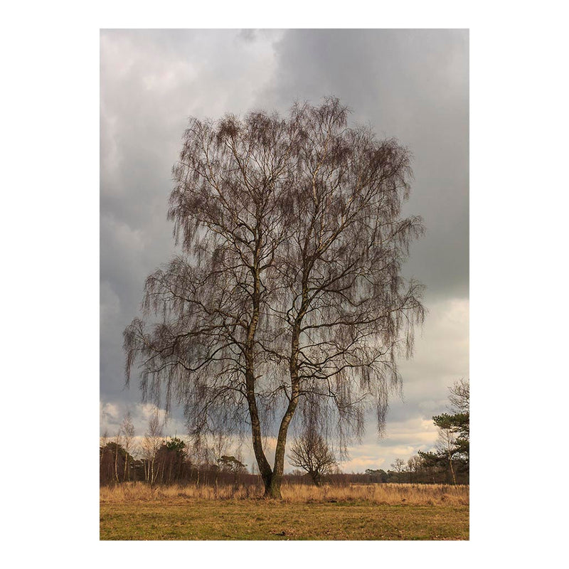 Birch Tree in Delleboersterheide Nature Preserve, Netherlands Jigsaw Puzzle