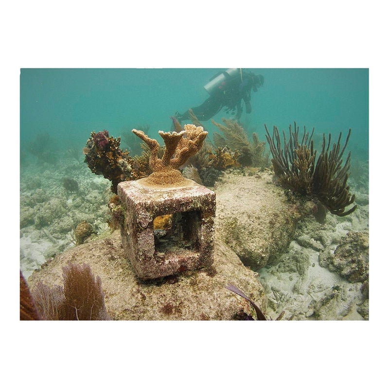 Coral Reef in Dry Tortugas National Park Jigsaw Puzzle