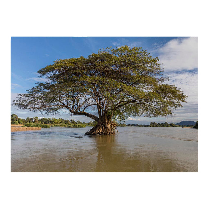 Rain Tree in the Mekong, Don Loppadi, Laos Jigsaw Puzzle