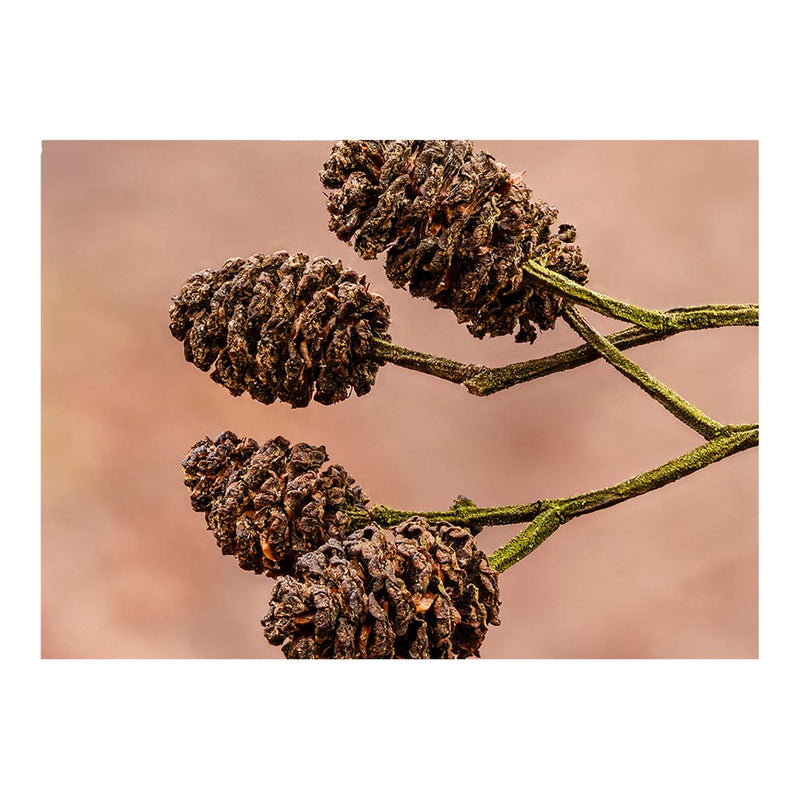 Mature Alder Cones Jigsaw Puzzle