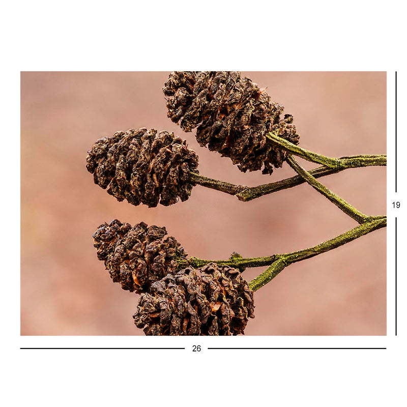 Mature Alder Cones Jigsaw Puzzle