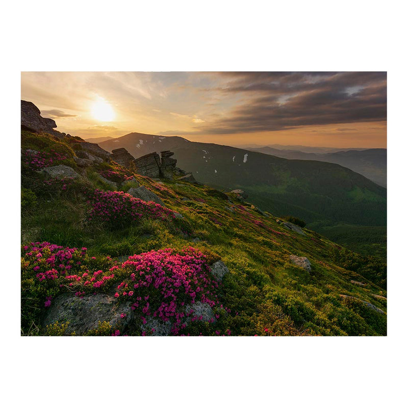Rhododendron flowers in the Carpathian Mountains, Ukraine Jigsaw Puzzle