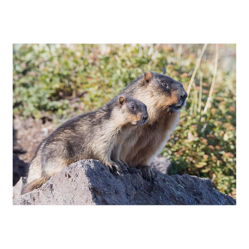 Black-capped Marmots, South Kamchatka Nature Park, Russia Jigsaw Puzzle