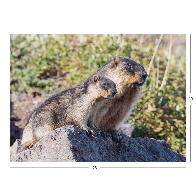 Black-capped Marmots, South Kamchatka Nature Park, Russia Jigsaw Puzzle