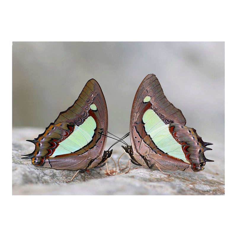 Charaxes bharata Jigsaw Puzzle