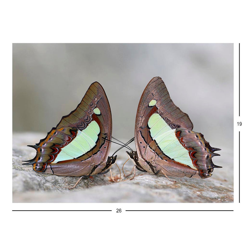 Charaxes bharata Jigsaw Puzzle