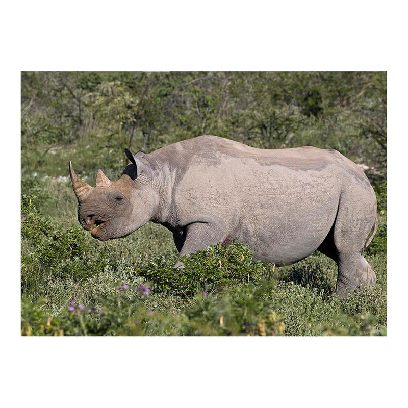 South-western Black Rhinoceros, Etosha National Park, Namibia Jigsaw Puzzle