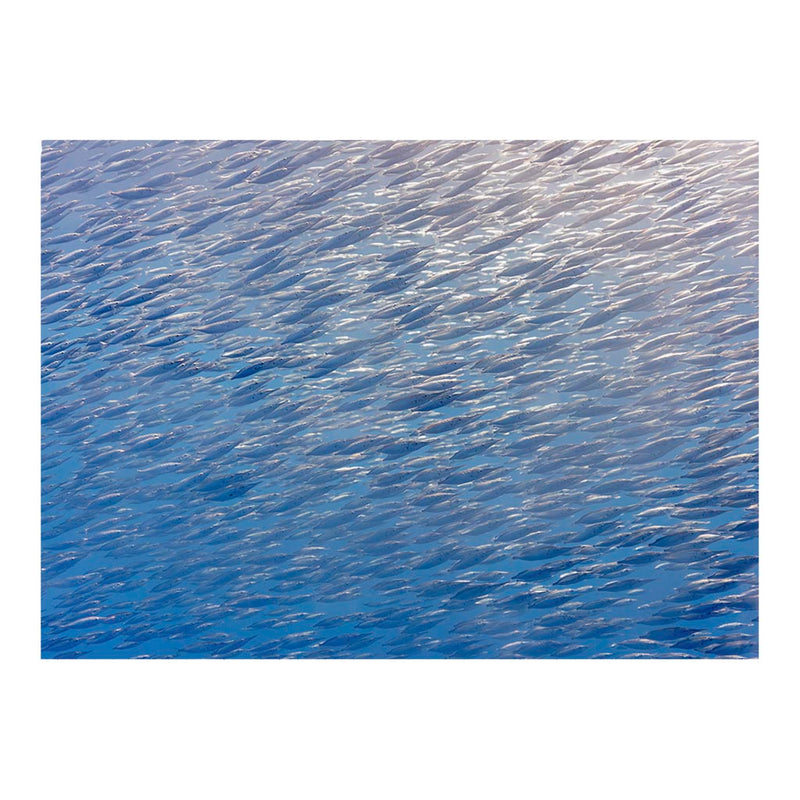 Trumpetfishes Schools, Azores Islands, Portugal Jigsaw Puzzle