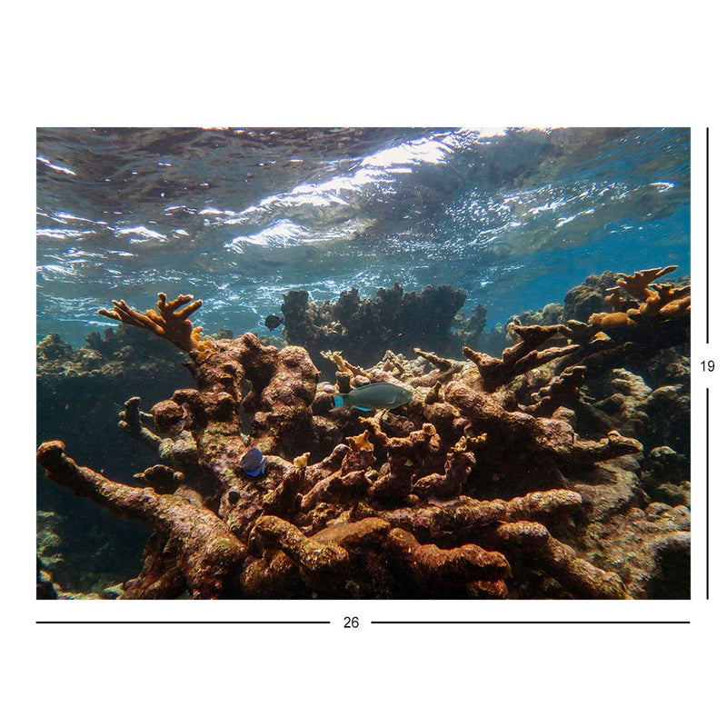 Reef Crest Underwater Photo at Buck Island in St. Croix Jigsaw Puzzle