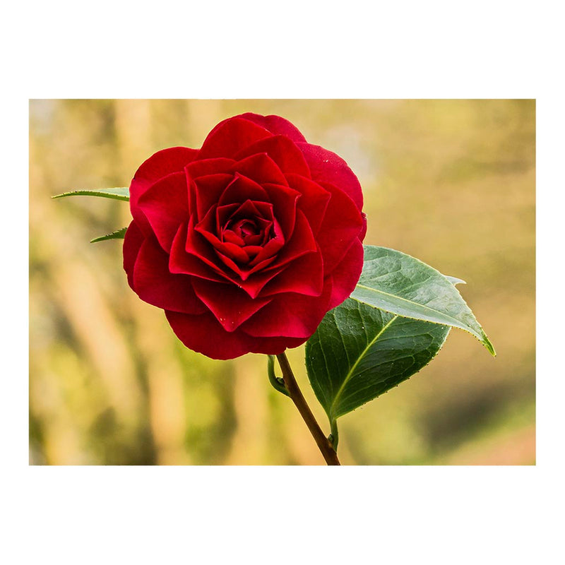 Flower of a Camellia _ williamsii &