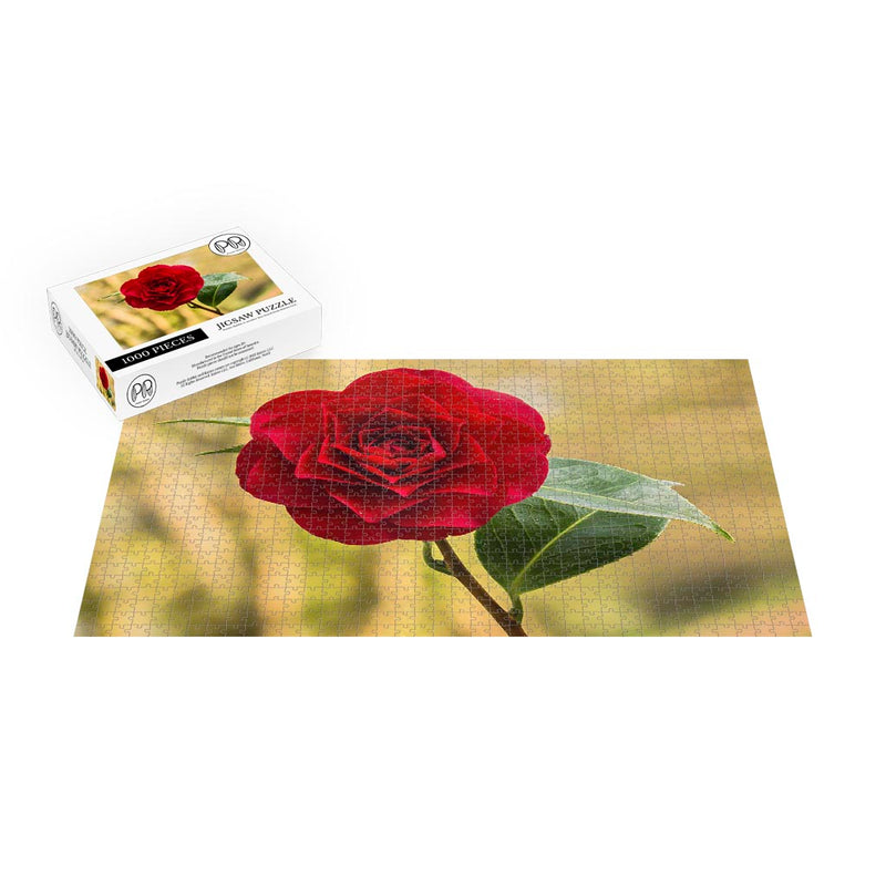 Flower of a Camellia _ williamsii &