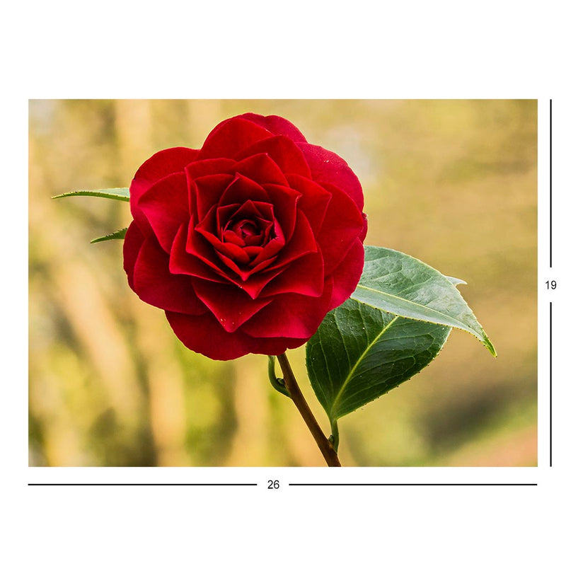 Flower of a Camellia _ williamsii &