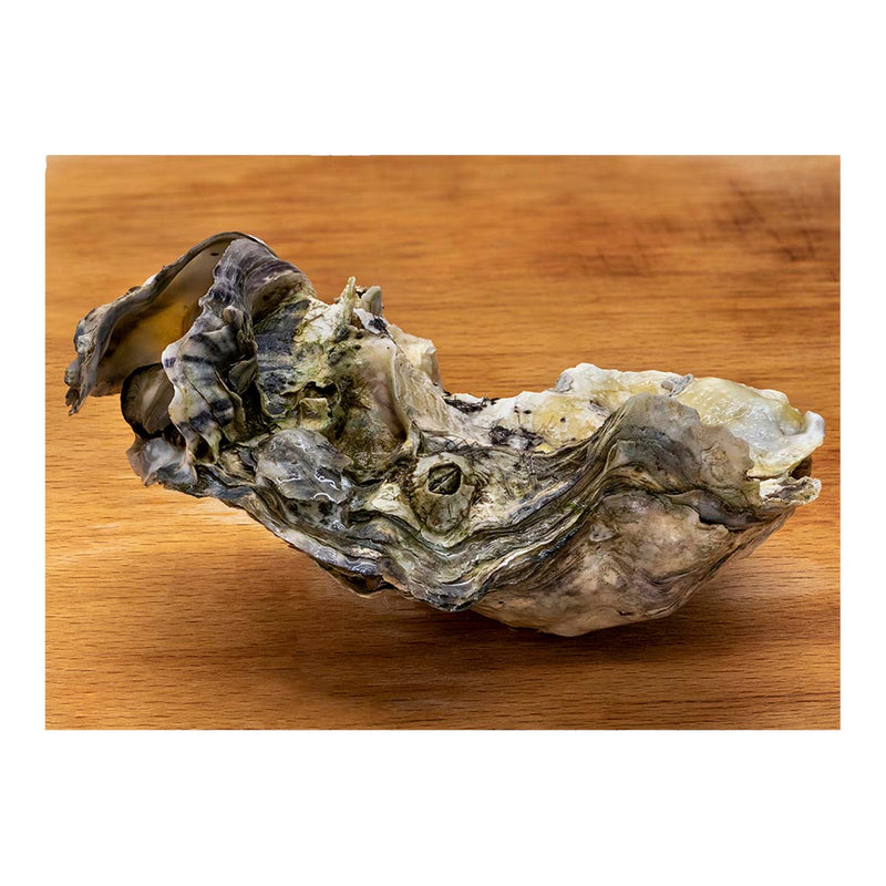 Pacific Oyster Jigsaw Puzzle