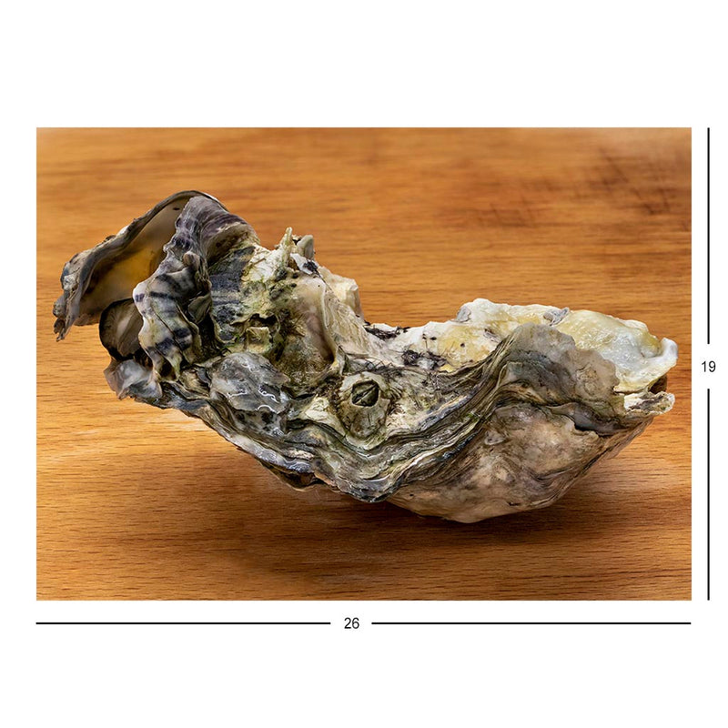 Pacific Oyster Jigsaw Puzzle