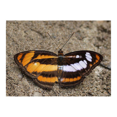 Gynandromorph colour sergeant, Buxa Tiger Reserve, West Bengal, India Jigsaw Puzzle