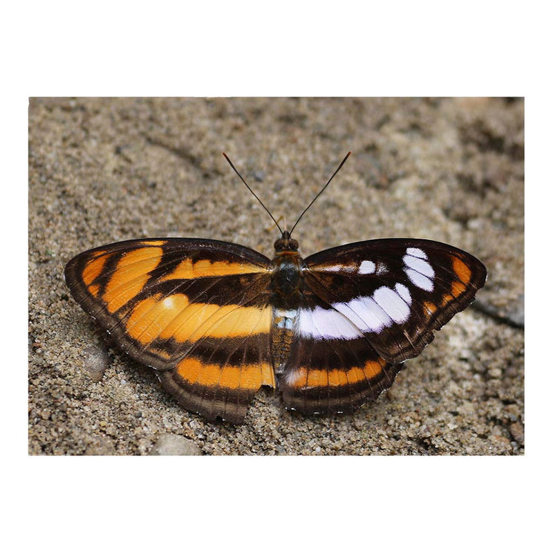 Gynandromorph colour sergeant, Buxa Tiger Reserve, West Bengal, India Jigsaw Puzzle