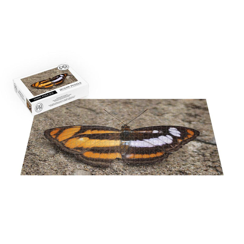 Gynandromorph colour sergeant, Buxa Tiger Reserve, West Bengal, India Jigsaw Puzzle