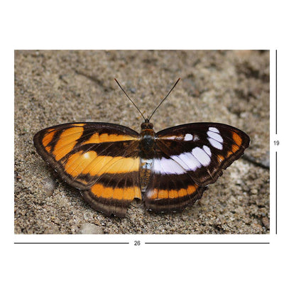 Gynandromorph colour sergeant, Buxa Tiger Reserve, West Bengal, India Jigsaw Puzzle