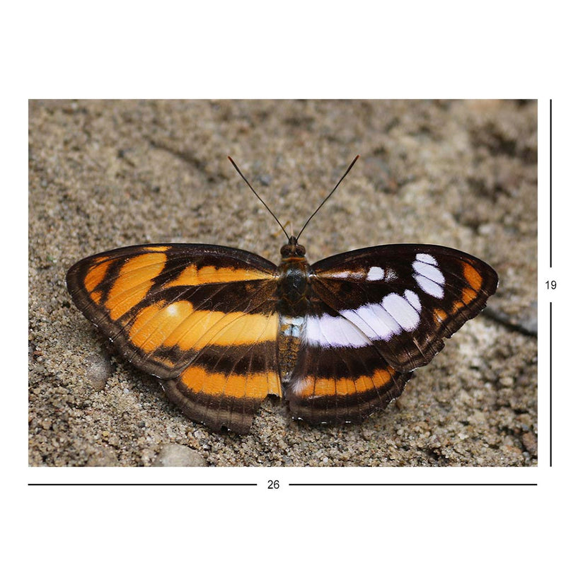 Gynandromorph colour sergeant, Buxa Tiger Reserve, West Bengal, India Jigsaw Puzzle