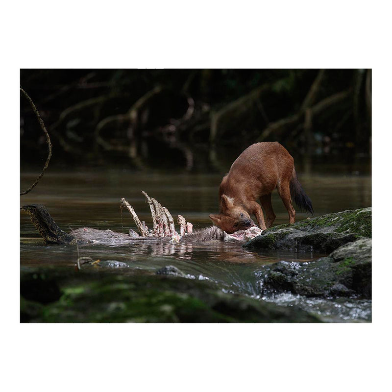 A dhole with prey and a Asian water monitor in Thailand Jigsaw Puzzle