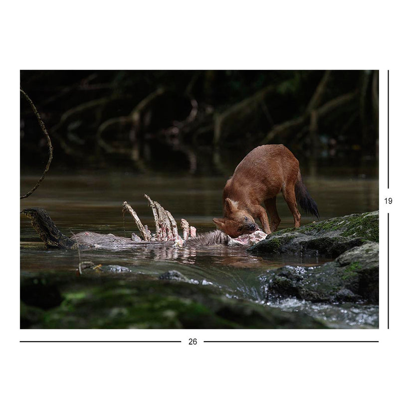 A dhole with prey and a Asian water monitor in Thailand Jigsaw Puzzle