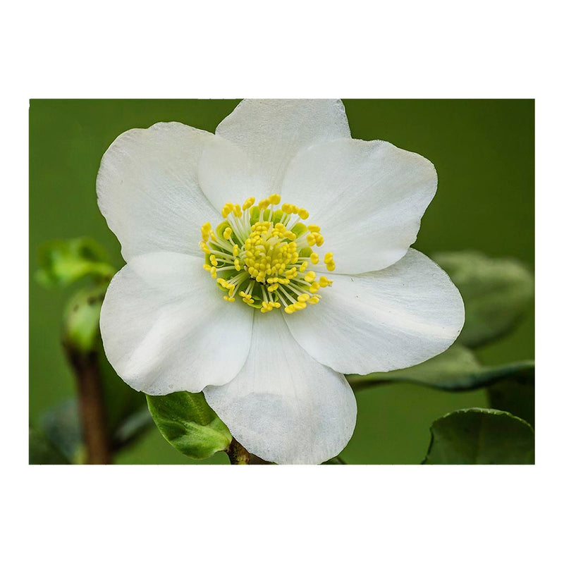 Flower of Helleborus niger Christmas Rose Jigsaw Puzzle
