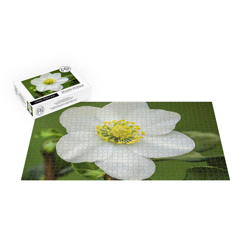 Flower of Helleborus niger Christmas Rose Jigsaw Puzzle