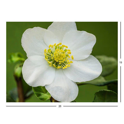 Flower of Helleborus niger Christmas Rose Jigsaw Puzzle