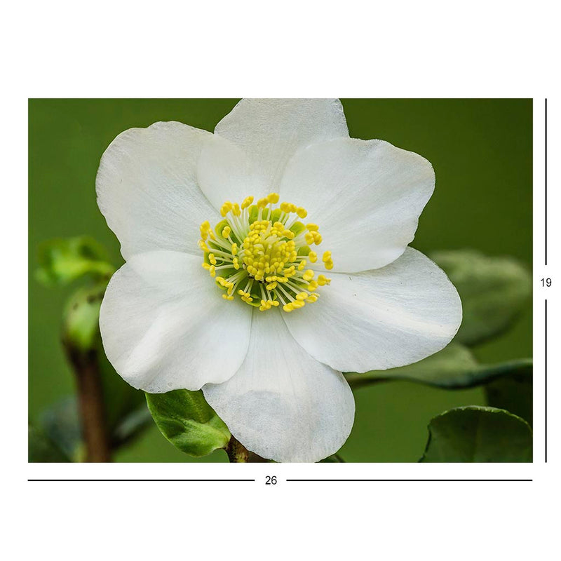 Flower of Helleborus niger Christmas Rose Jigsaw Puzzle