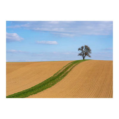 Lonely Pear Tree, Herbolzheim, Neudenau, Germany Jigsaw Puzzle