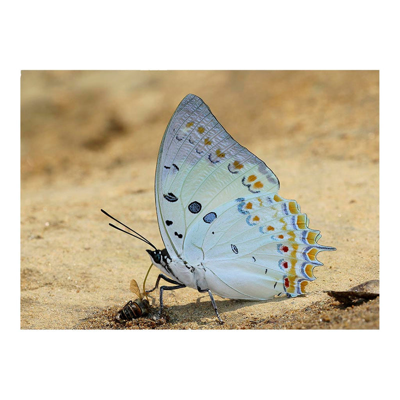 Charaxes delphis Jigsaw Puzzle