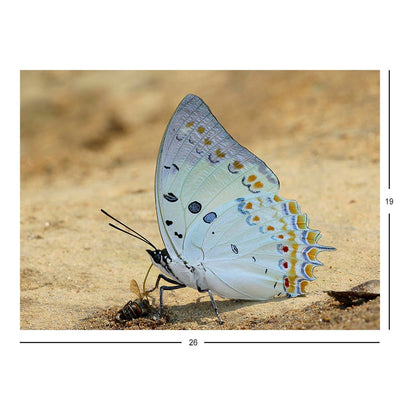 Charaxes delphis Jigsaw Puzzle