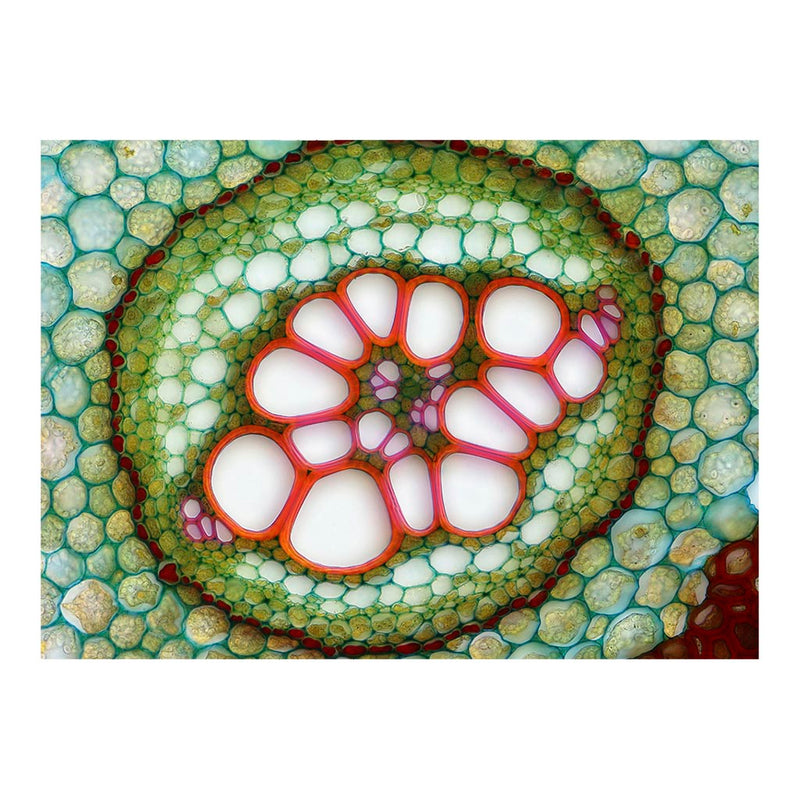 Vascular Bundle of a Fern Jigsaw Puzzle