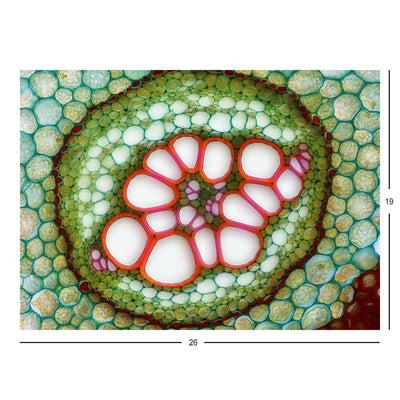 Vascular Bundle of a Fern Jigsaw Puzzle