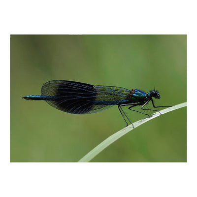 Banded Demoiselle Jigsaw Puzzle