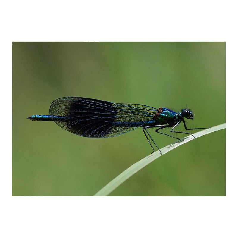 Banded Demoiselle Jigsaw Puzzle