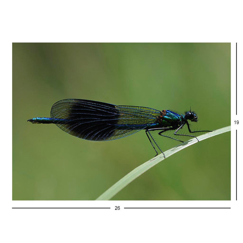 Banded Demoiselle Jigsaw Puzzle