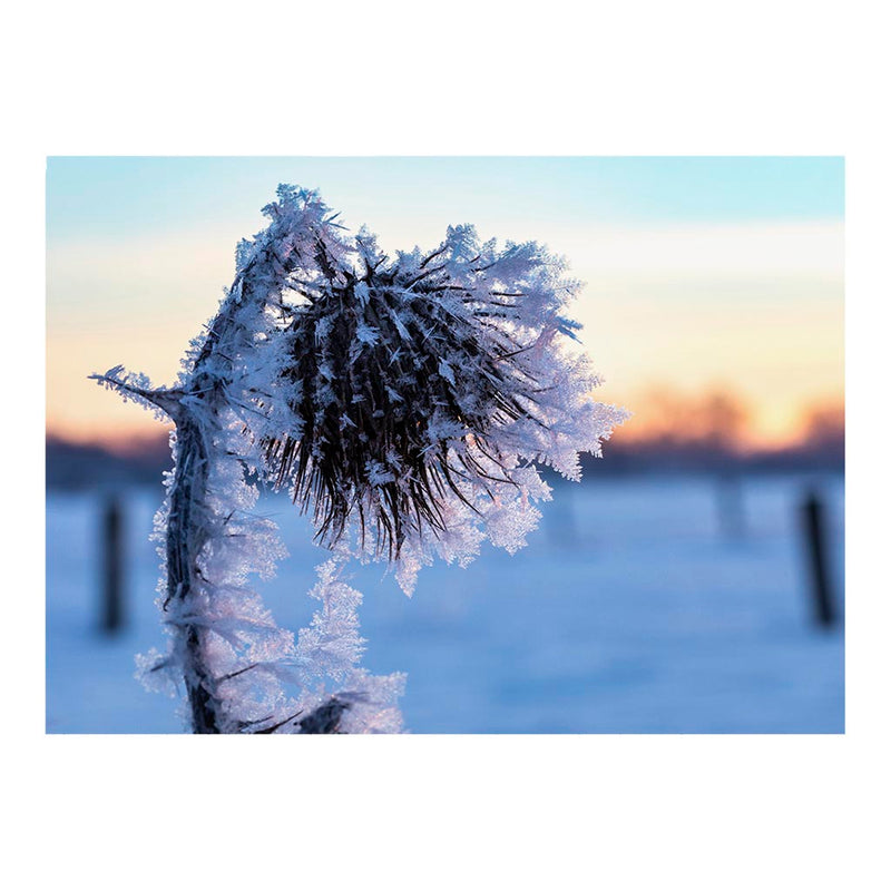 Ice crystals on a Thistle in North Rhine-Westphalia, Germany Jigsaw Puzzle
