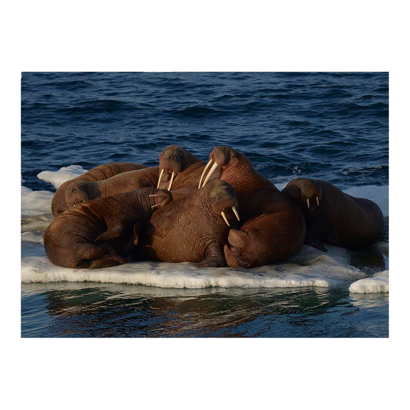 Walruses Resting on an Ice Floe Jigsaw Puzzle