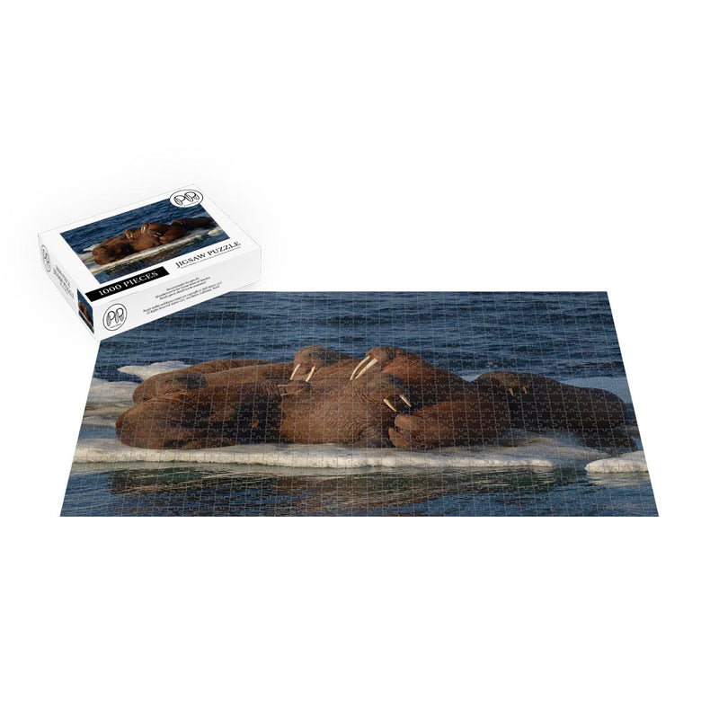 Walruses Resting on an Ice Floe Jigsaw Puzzle